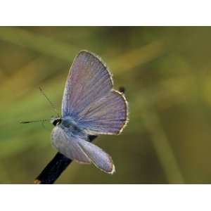  Ceraunus Blue Butterfly Warming Wings at Dawn, Texas, USA 