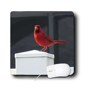   Florene Birds   Red Cardinal On White Fence   Mouse Pads Electronics