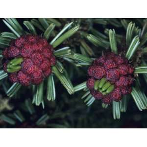 com Bristlecone Pine Male Cones, Ancient Trees {Pinus Aristata} White 