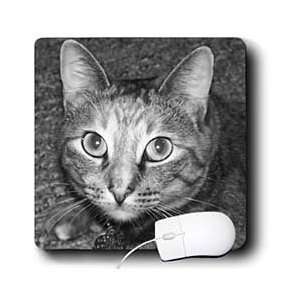  Jackie Popp Nature N Wildlife cats   Tabby cat   Mouse 
